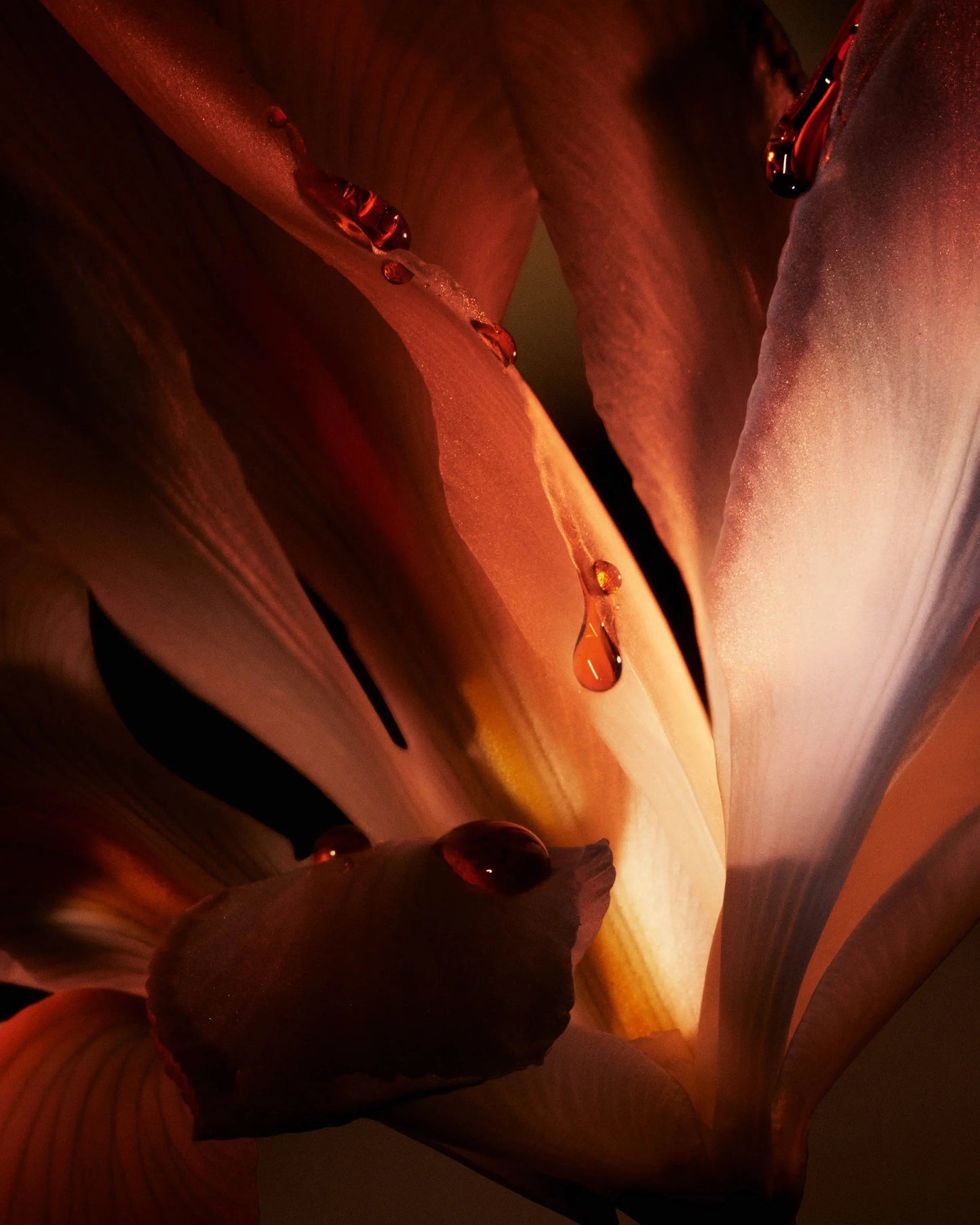 Dior Homme Intense – 100ml